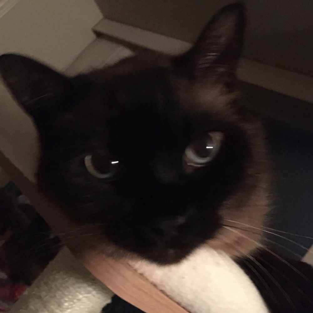 Meet your Posher, Dean